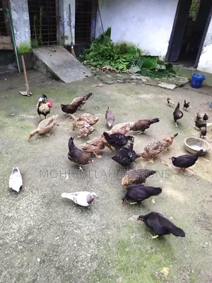 Ducks / Hens