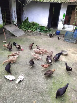 Ducks / Hens