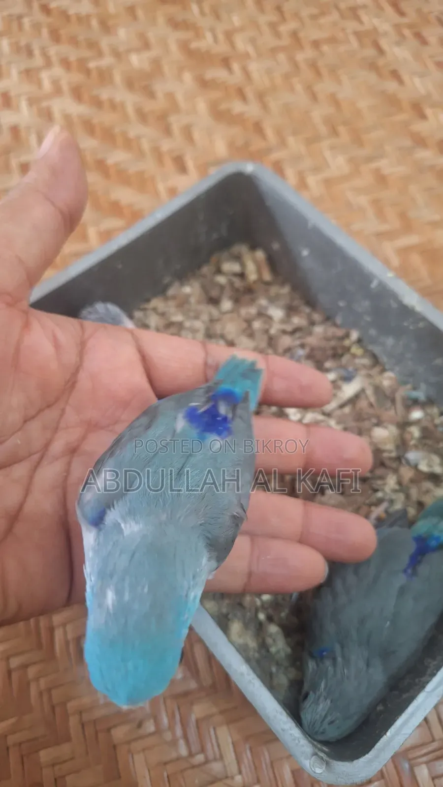 ফরপাস বেবি