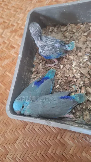 ফরপাস বেবি