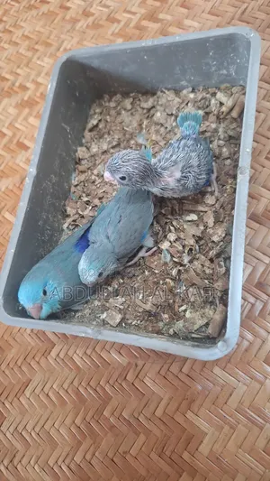 ফরপাস বেবি