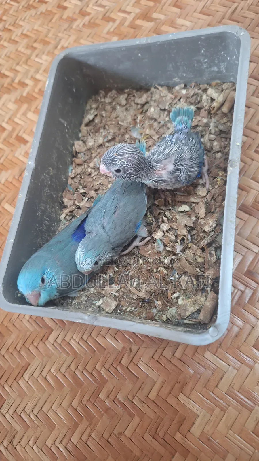 ফরপাস বেবি