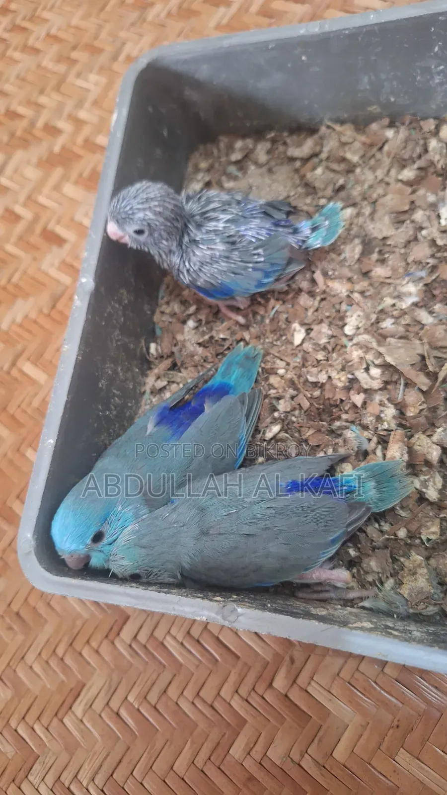 ফরপাস বেবি