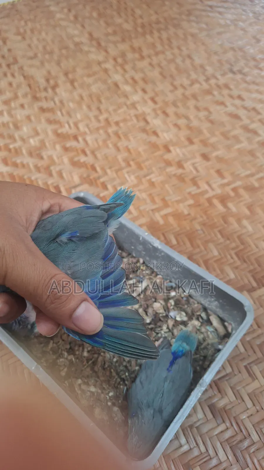 ফরপাস বেবি