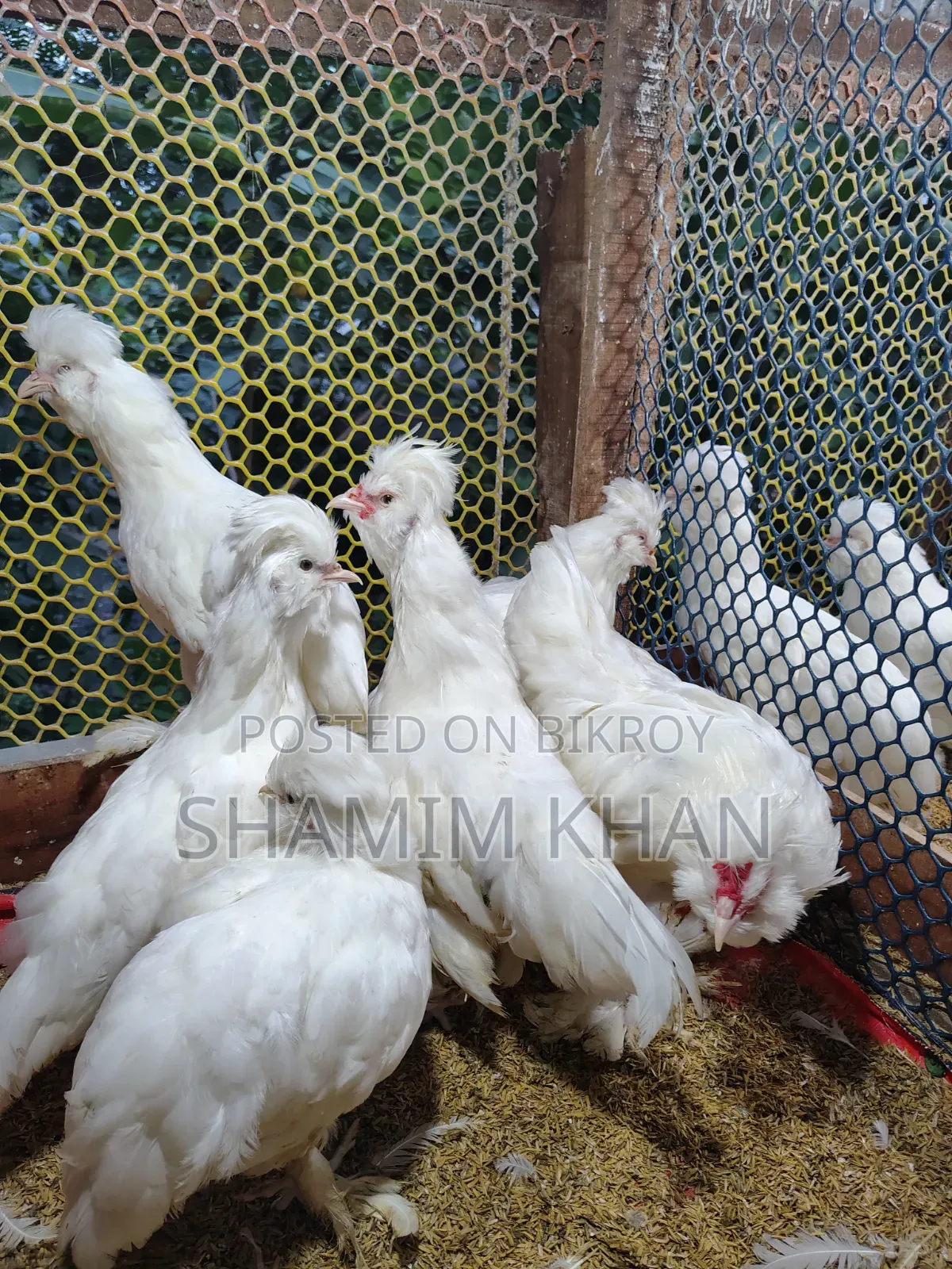 Turkish Sultan for Sale