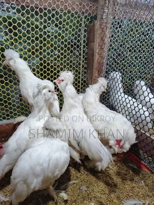 Turkish Sultan for Sale
