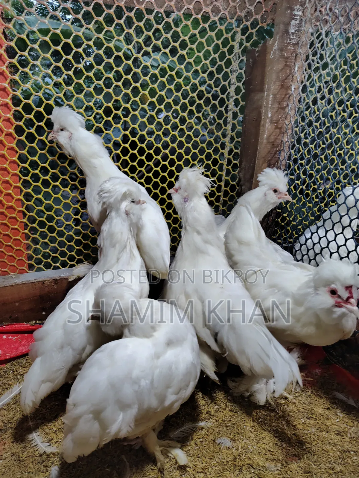 Turkish Sultan for Sale