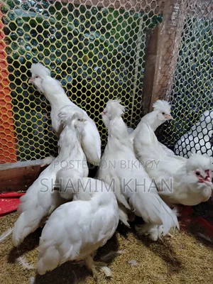 Turkish Sultan for Sale