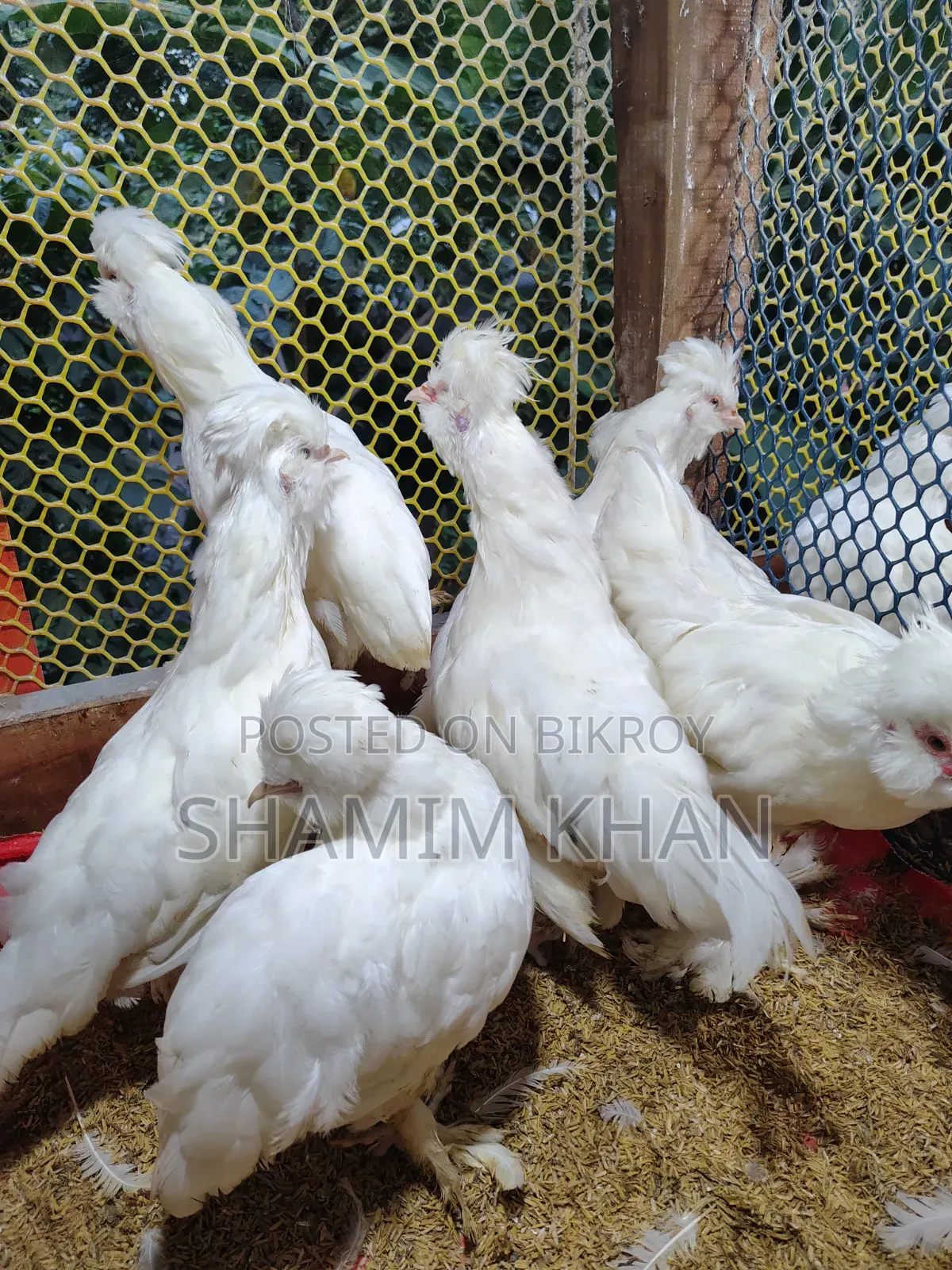 Turkish Sultan for Sale