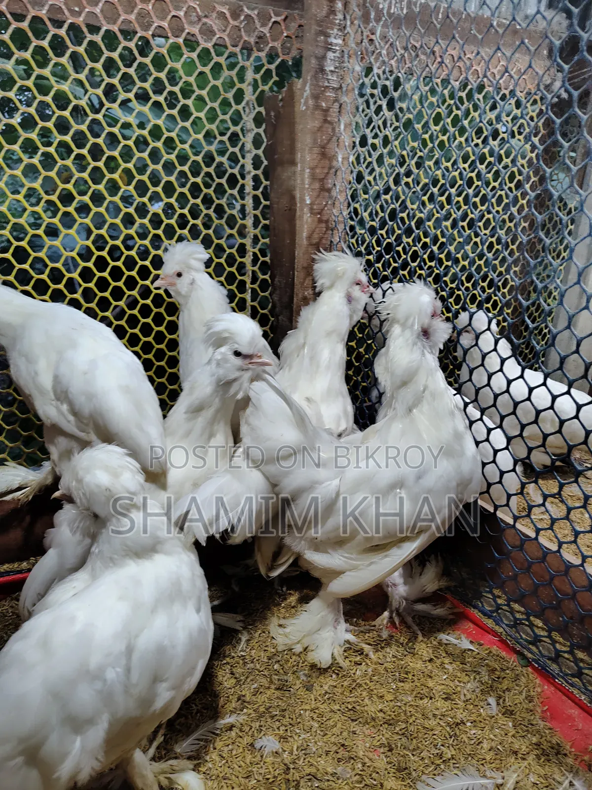 Turkish Sultan for Sale