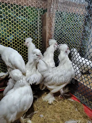 Turkish Sultan for Sale