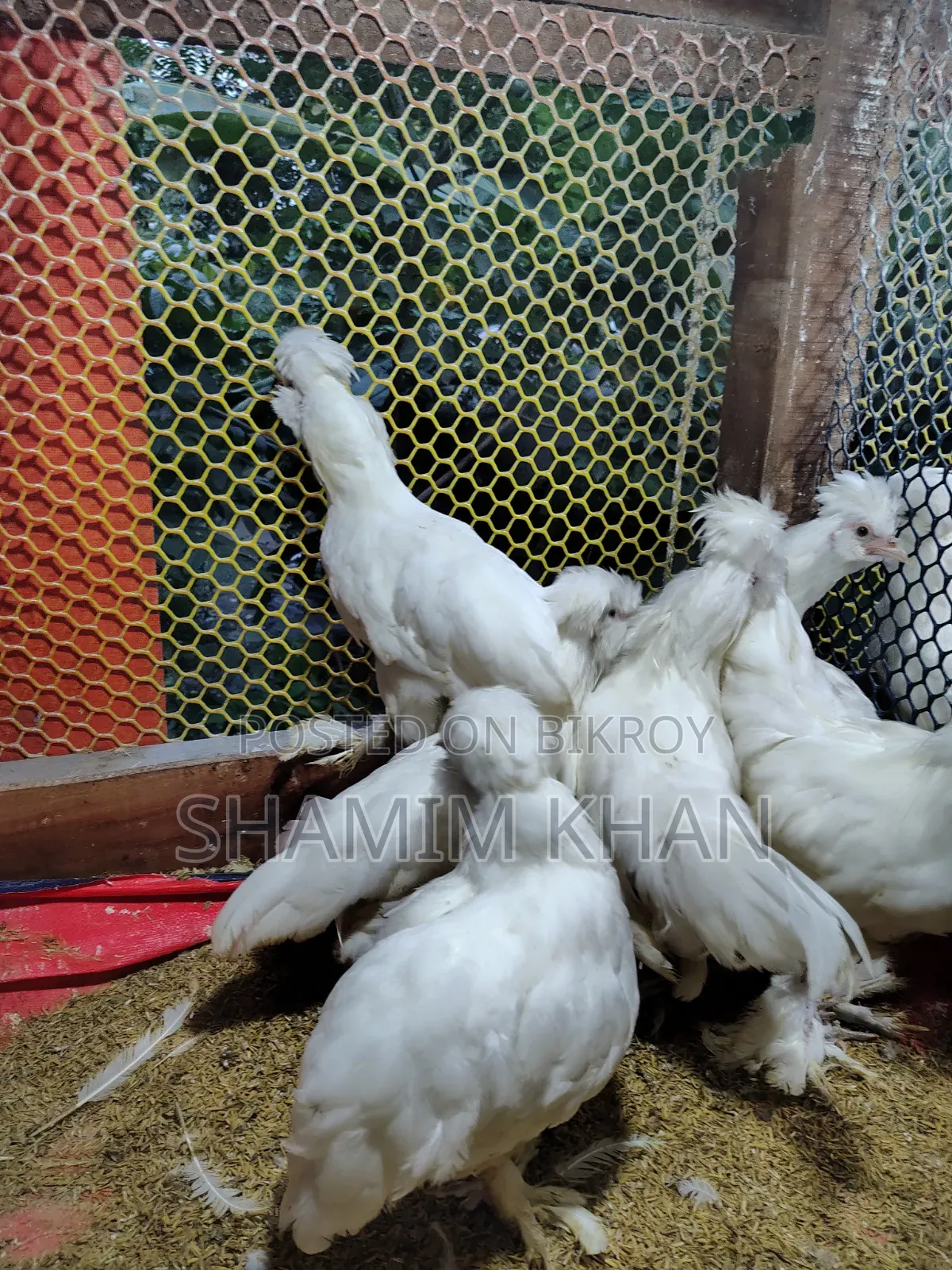 Turkish Sultan for Sale