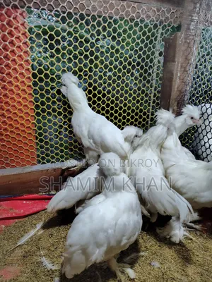 Turkish Sultan for Sale
