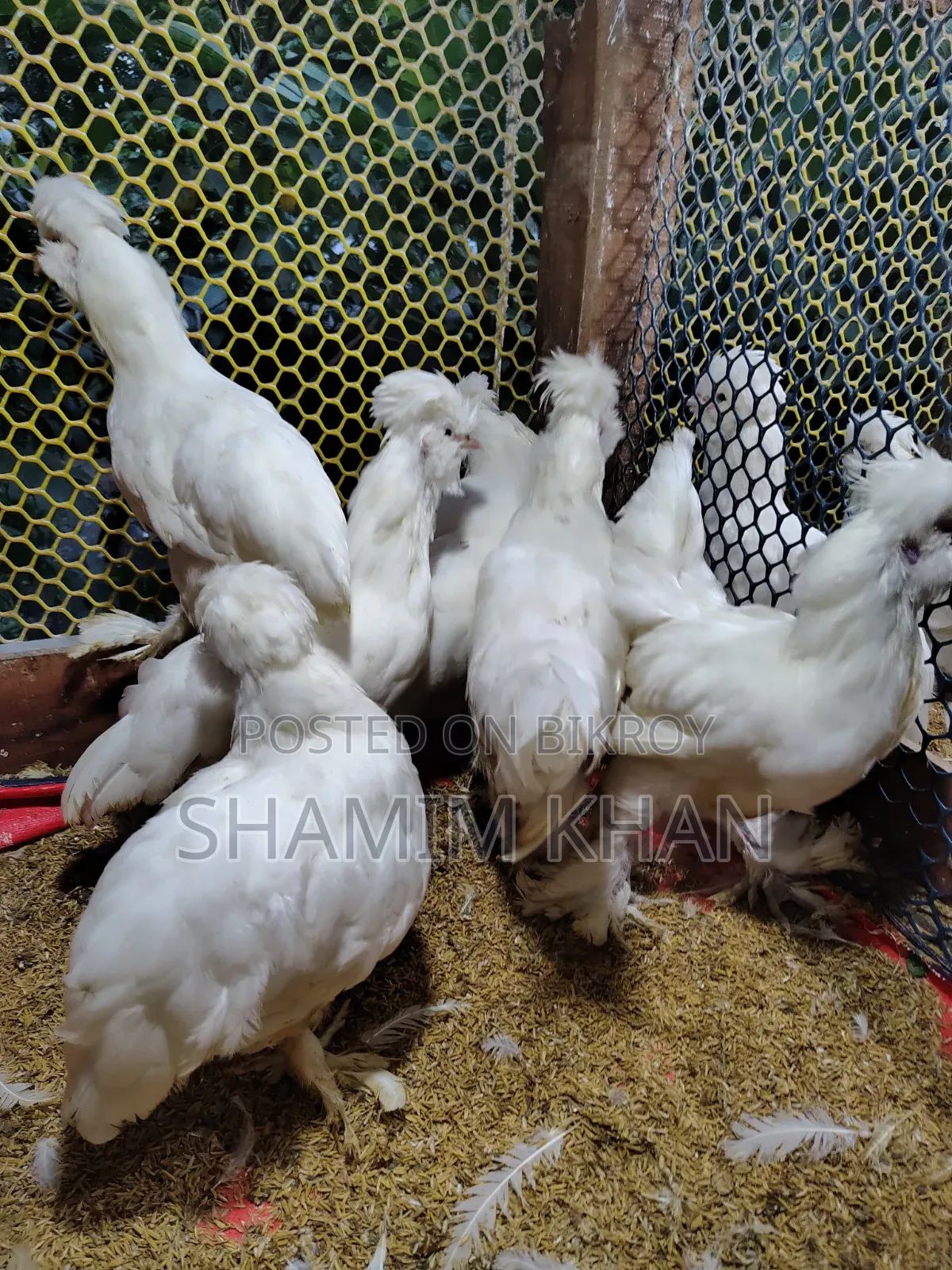 Turkish Sultan for Sale