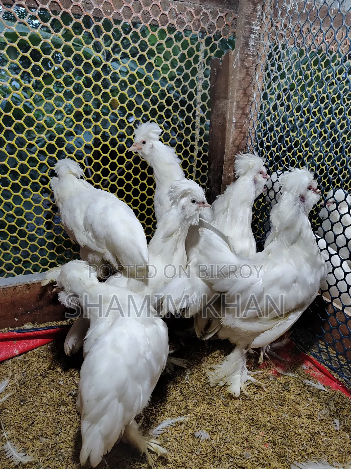 Turkish Sultan for Sale