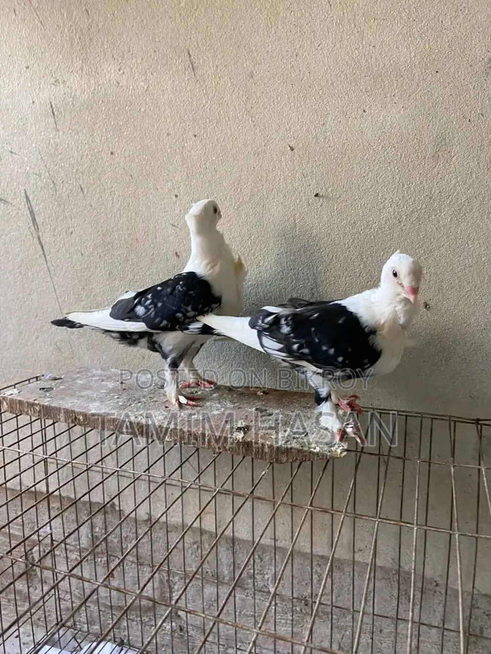 সাটিন বেবি