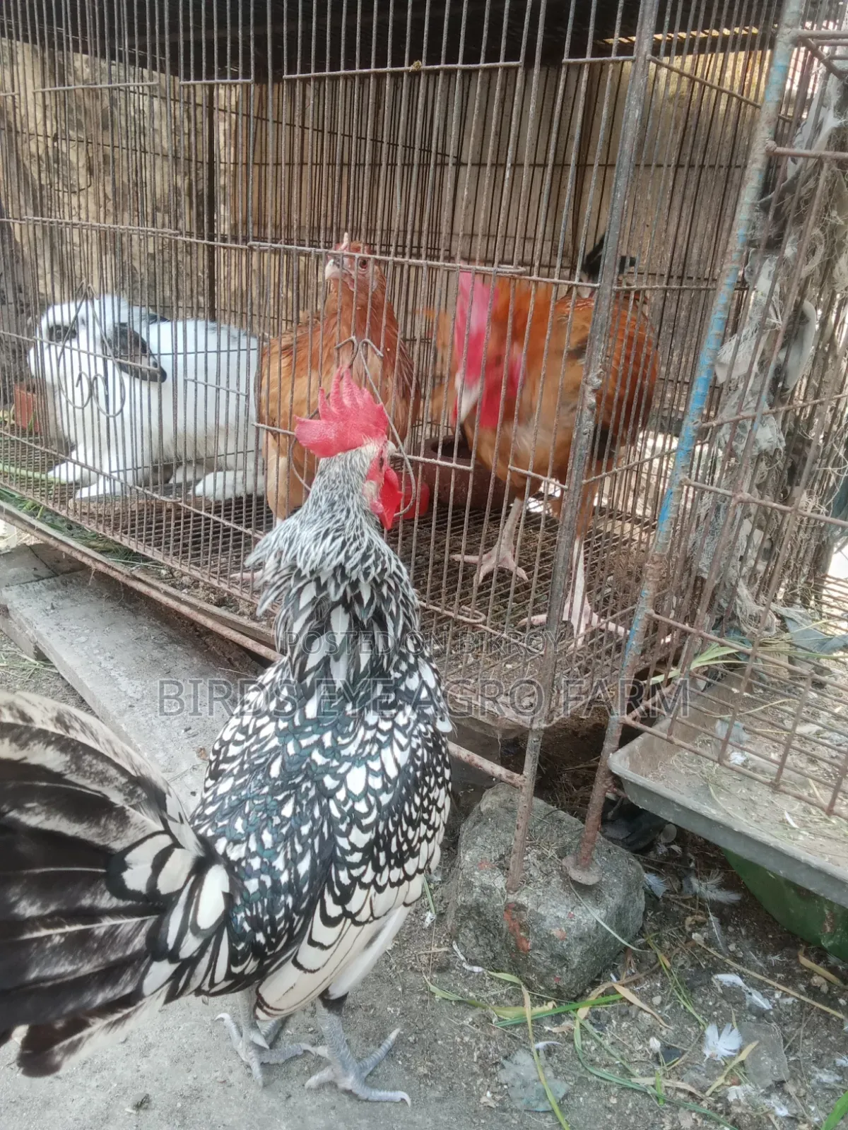 ব্রিডার মোরগ বিক্রি হবে