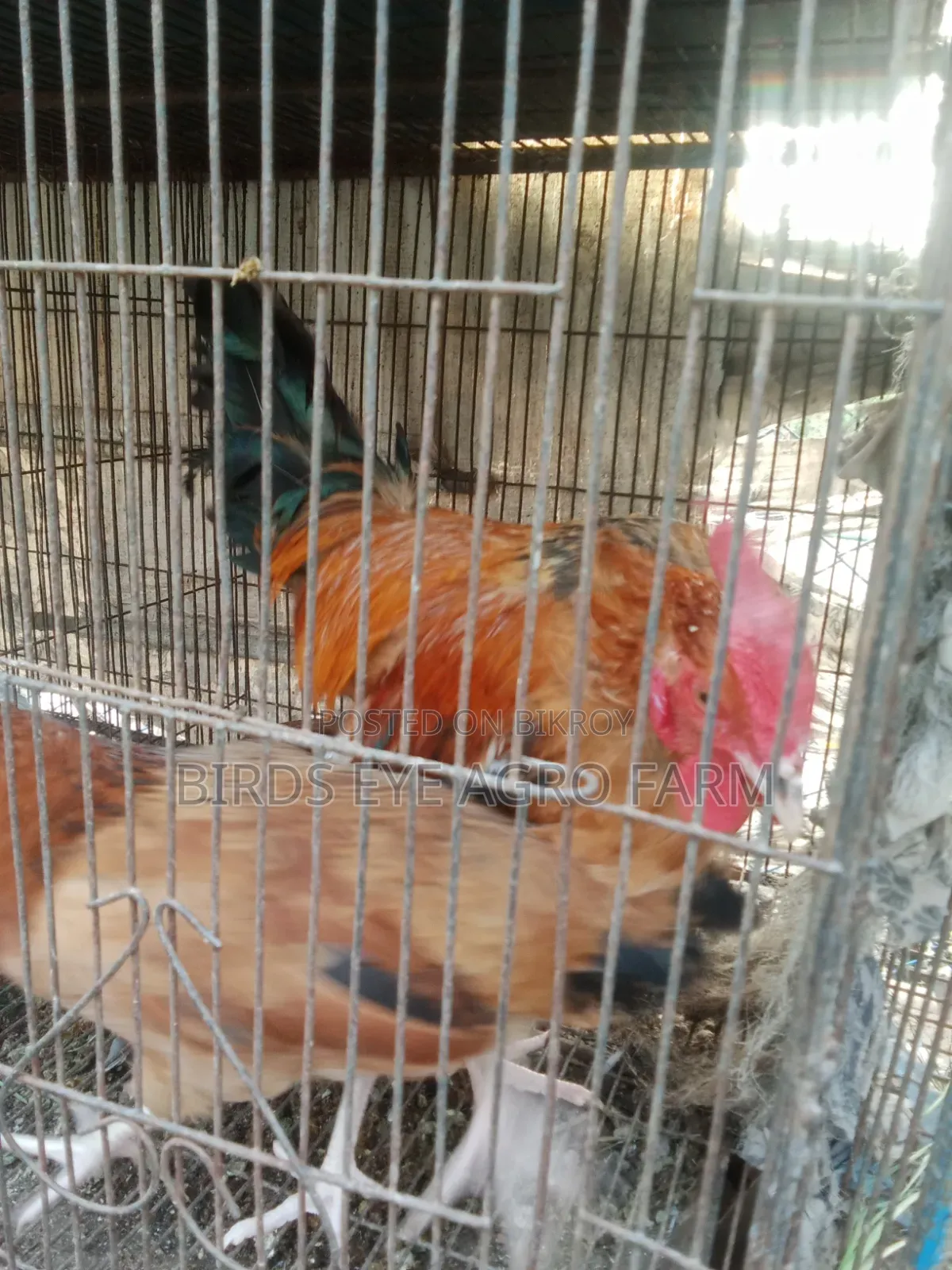 ব্রিডার মোরগ বিক্রি হবে
