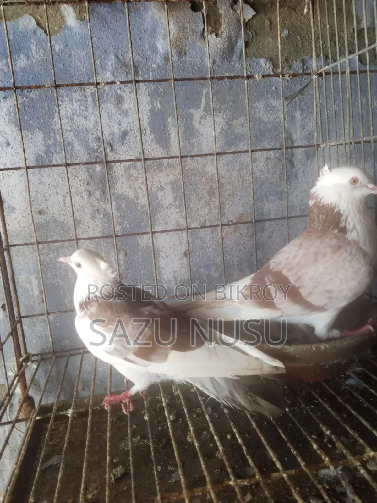 রানিং নর মাদি কবুতর