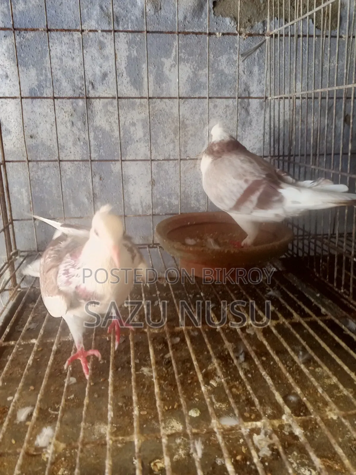 রানিং নর মাদি কবুতর