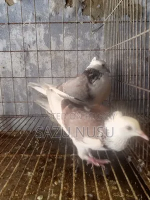 রানিং নর মাদি কবুতর