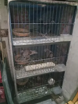 তিন জোড়া কবুতর খাঁচা সহ এবং বাচ্চা সহ বিক্রি করা হবে