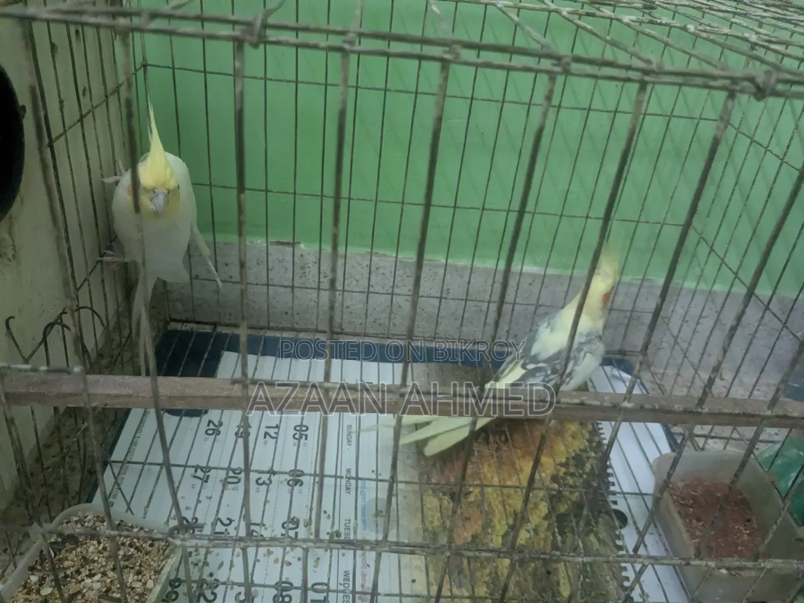 ককাটেল ব্রিডিং পেয়ার