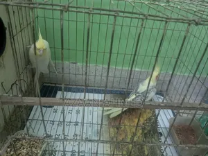 ককাটেল ব্রিডিং পেয়ার