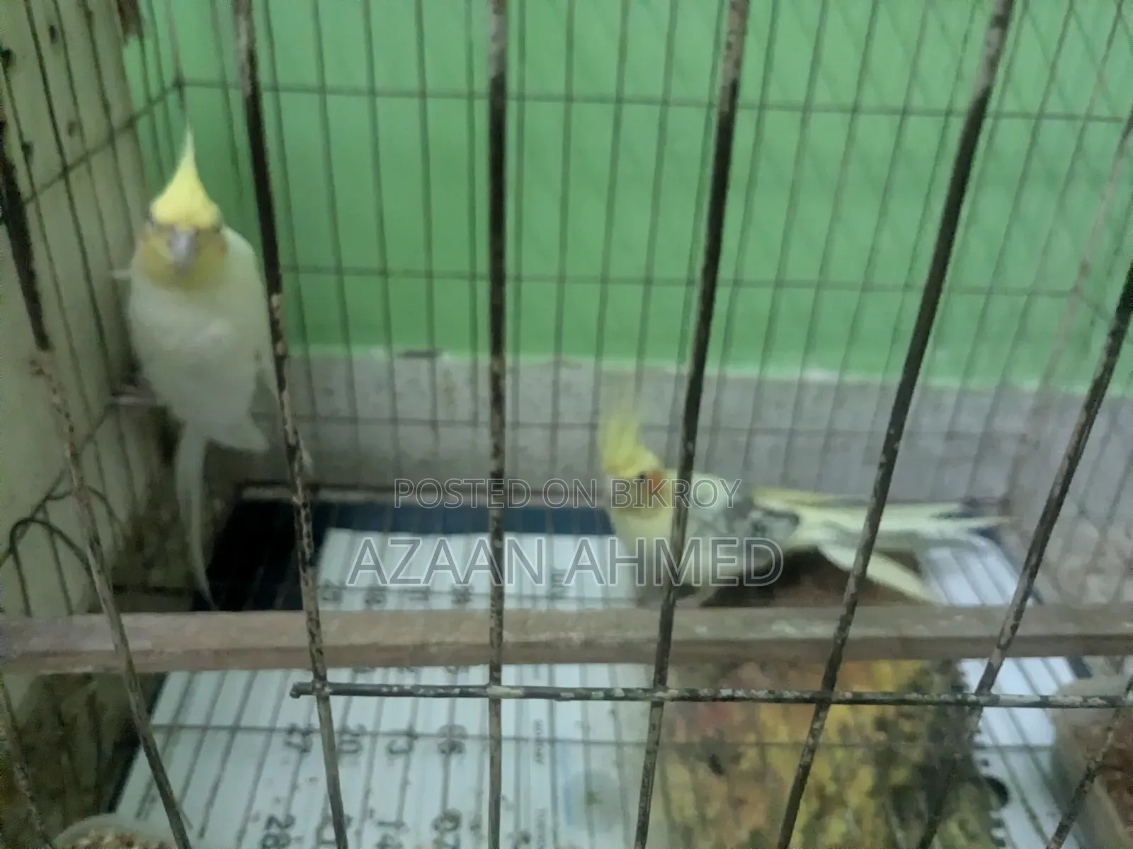 ককাটেল ব্রিডিং পেয়ার