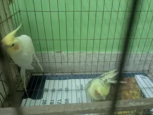 ককাটেল ব্রিডিং পেয়ার