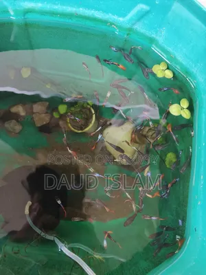 RTP Mix Guppy Fish