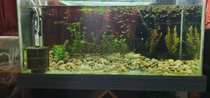 RTP Mix Guppy Fish