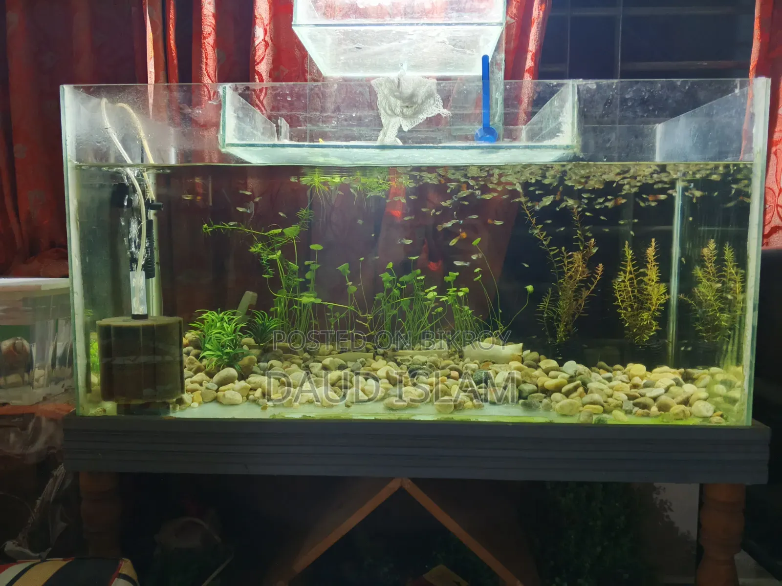 RTP Mix Guppy Fish