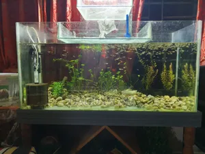 RTP Mix Guppy Fish