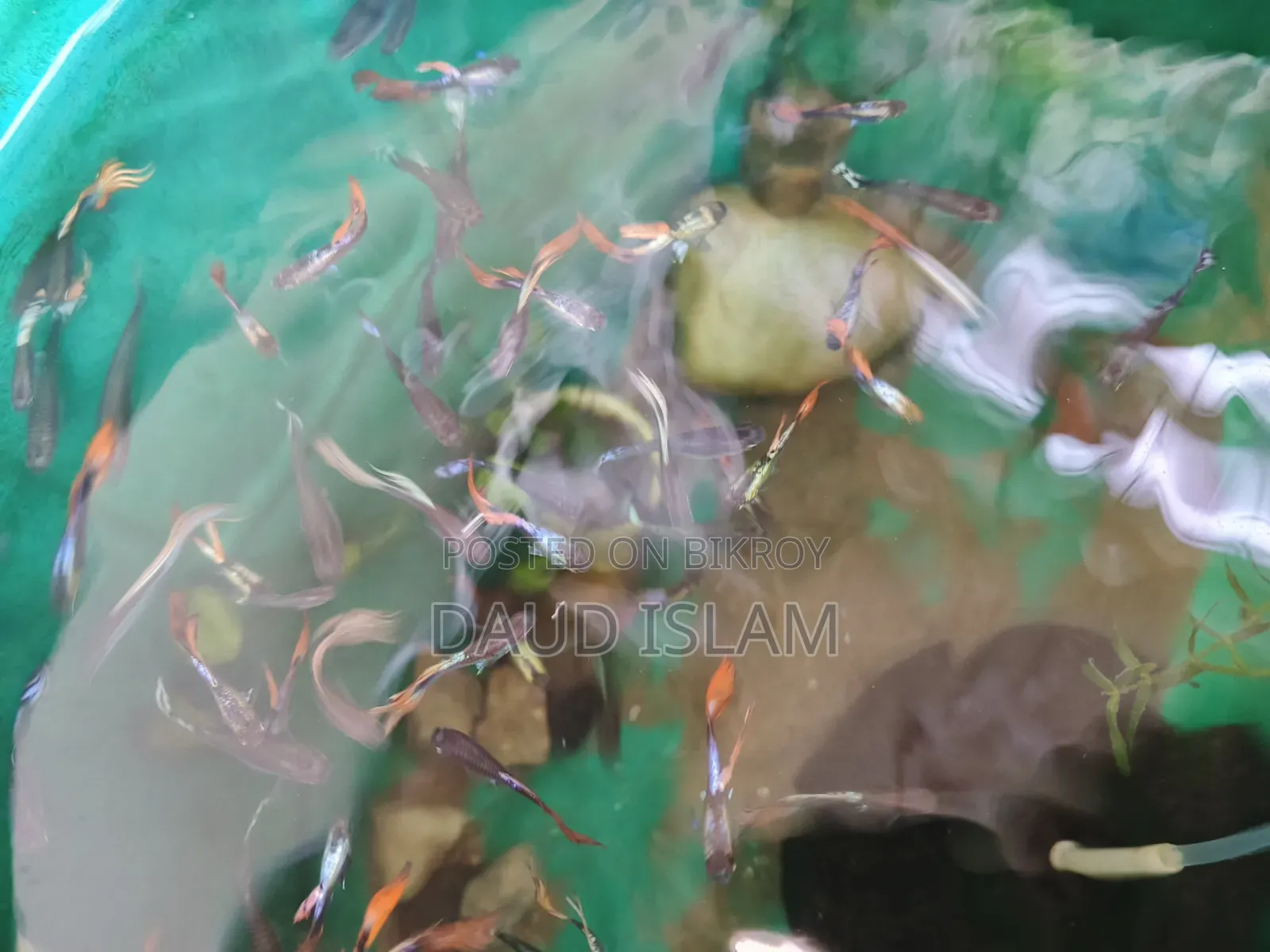 RTP Mix Guppy Fish