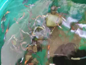 RTP Mix Guppy Fish