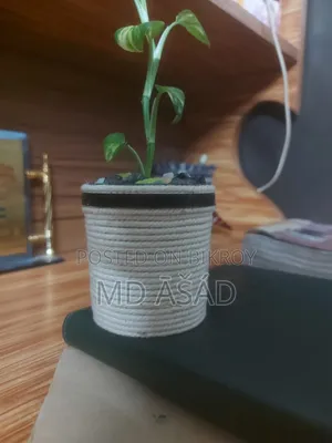Money Plant