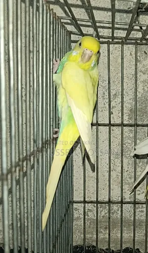 বাজরিগার পাখি