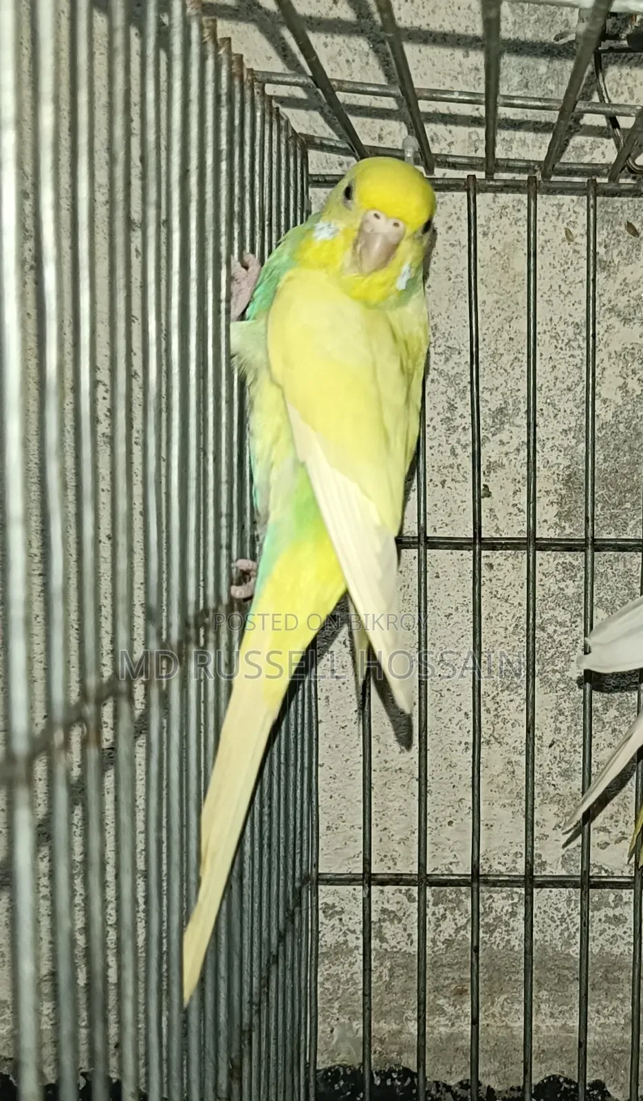 বাজরিগার পাখি