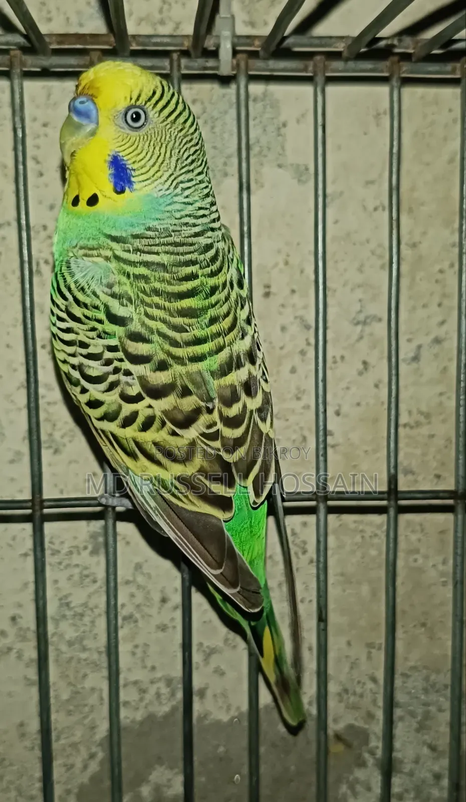 বাজরিগার পাখি