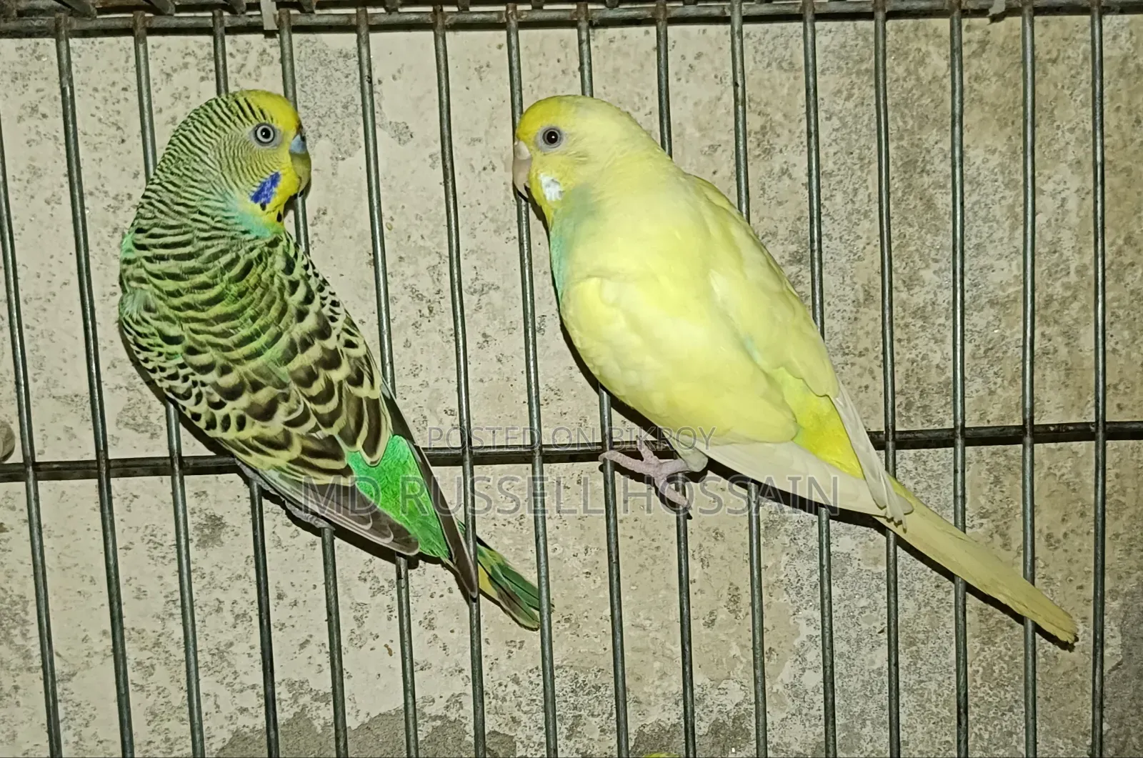 বাজরিগার পাখি