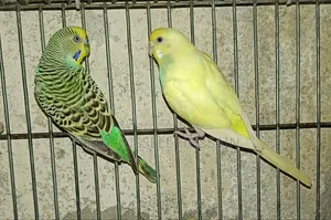 বাজরিগার পাখি
