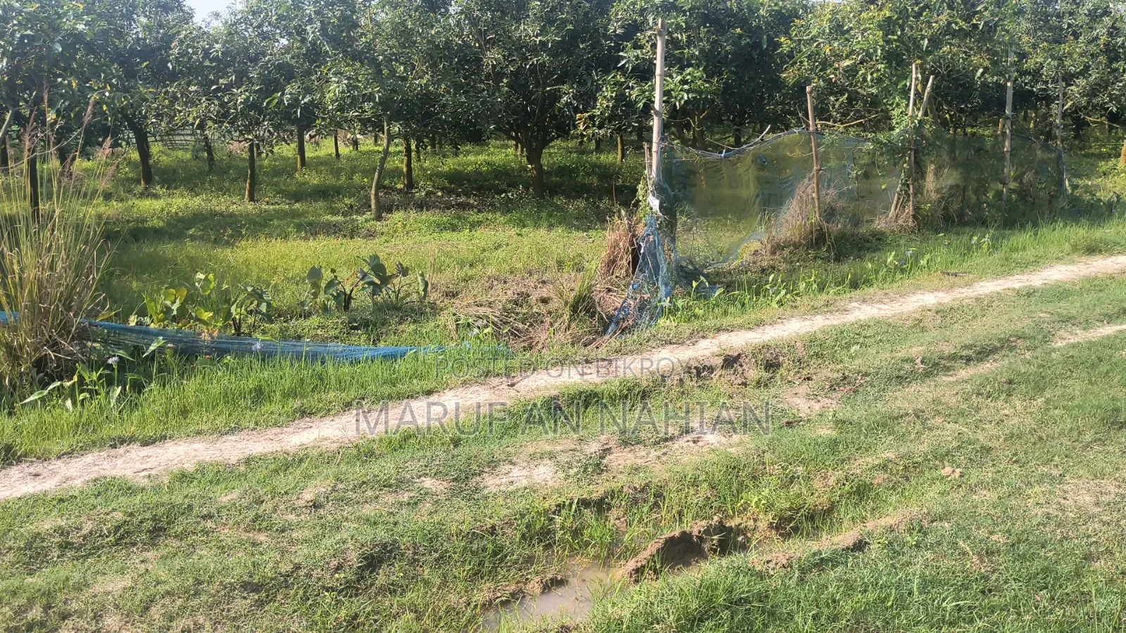 Mango Orchard Lease