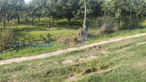 Mango Orchard Lease
