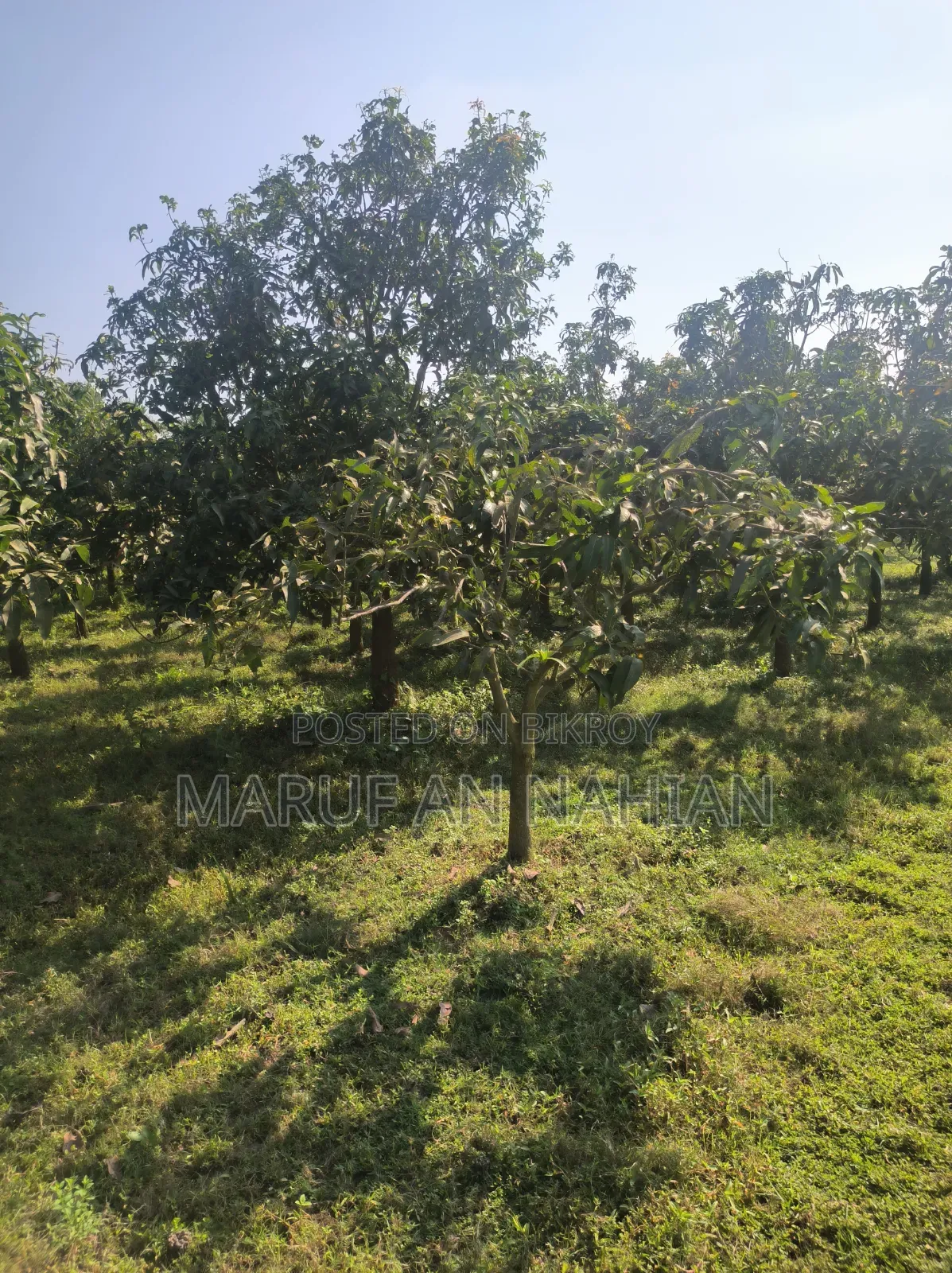 Mango Orchard Lease