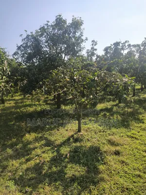 Mango Orchard Lease