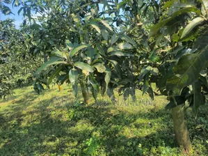 Mango Orchard Lease