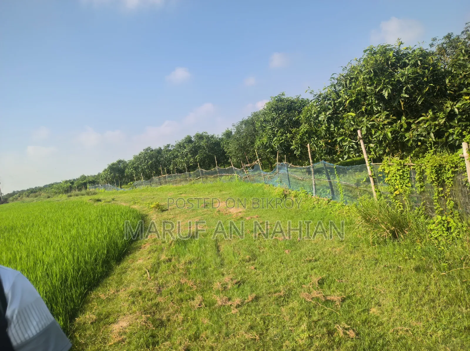 Mango Orchard Lease