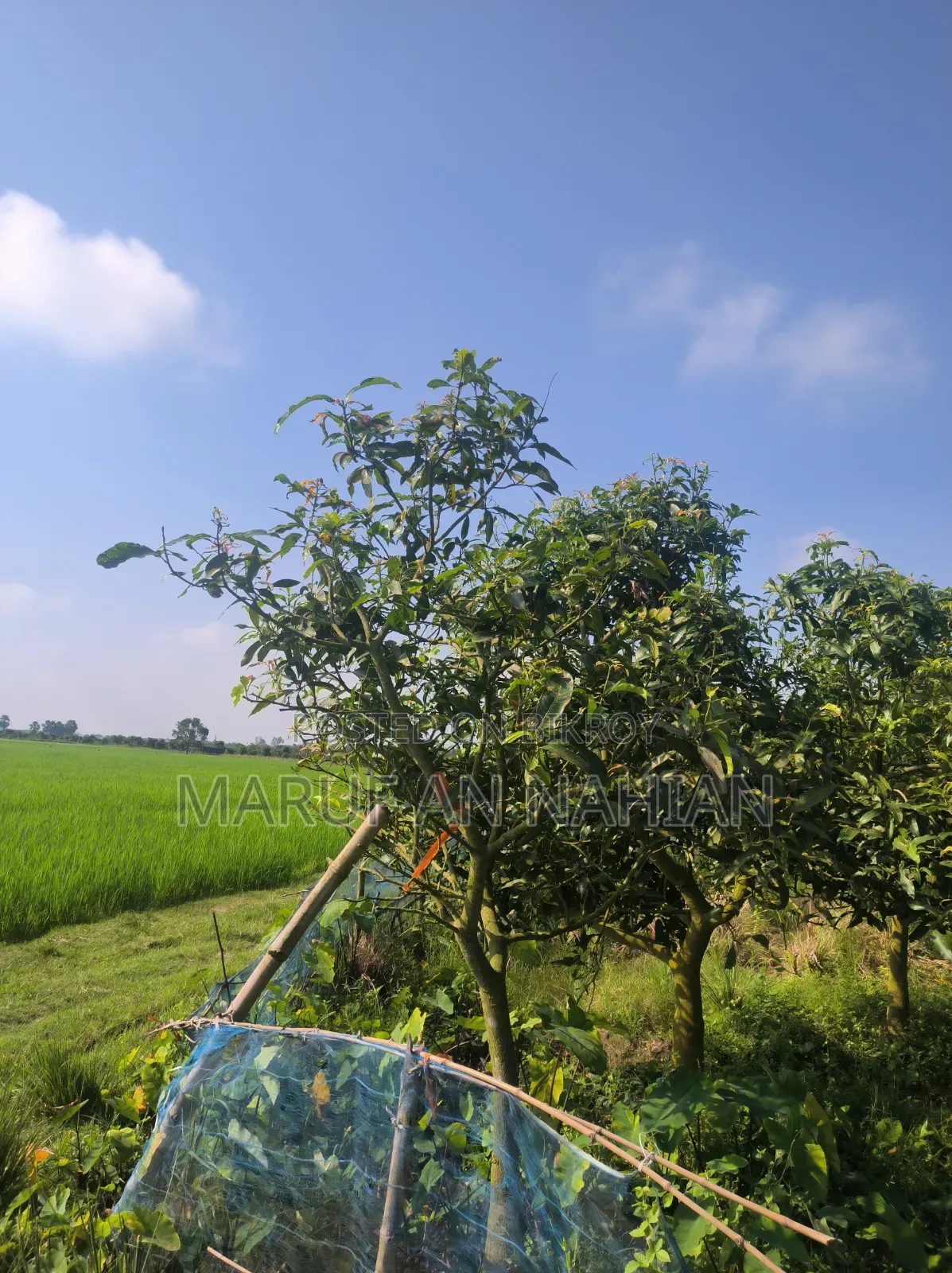 Mango Orchard Lease