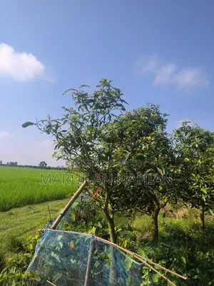 Mango Orchard Lease